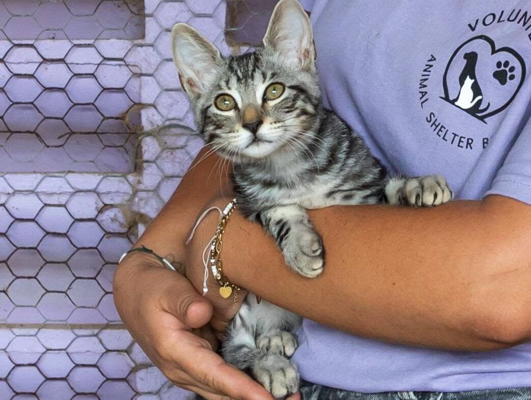 Animal Shelter Bonaire ta buska boluntario i miembro nobo pa direktiva